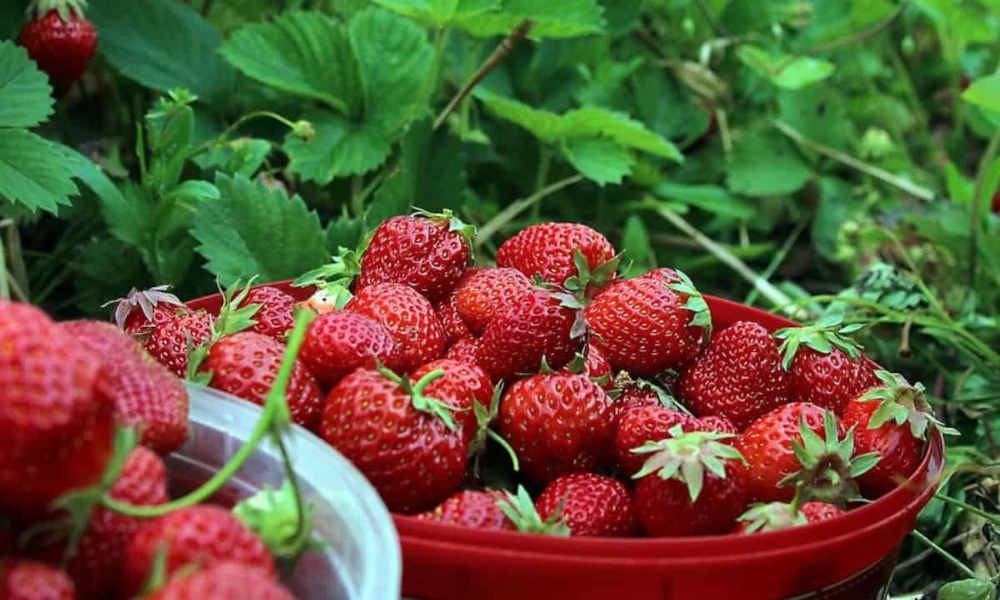 Kebun Strawberry Bandung