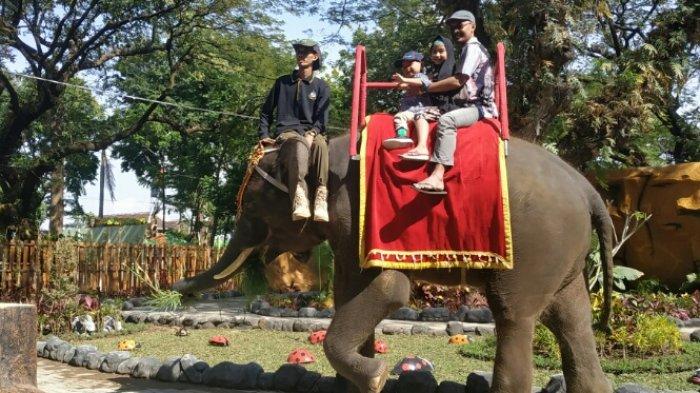 Sensasi Menunggangi Gajah di Kebun Binatang Bandung