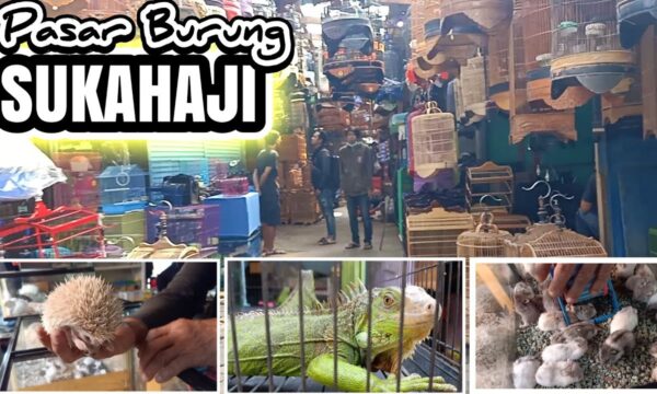 Pasar Burung Sukahaji Bandung