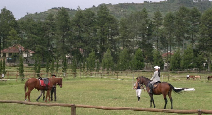 Peternakan Kuda di De Ranch