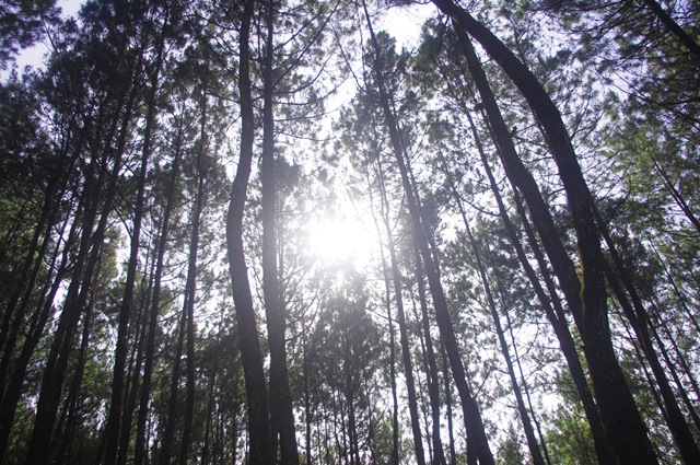 Pesona pohon pinus Hutan Bongkor