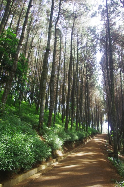 Jalur Pejalan Kaki hutan Bongkor