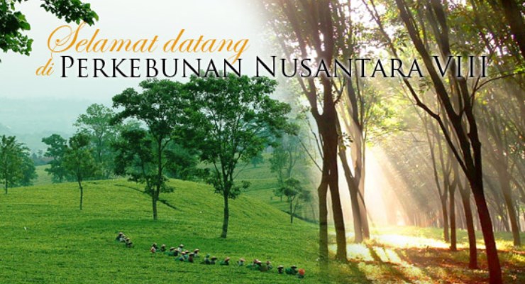 PT. Perkebunan Nusantara VIII