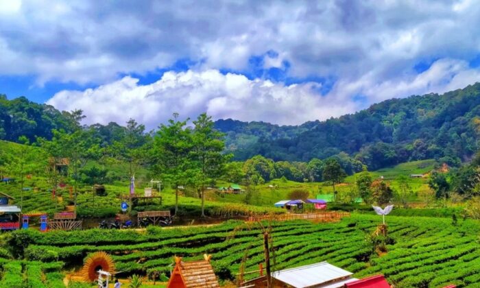 Kebun Teh Margawindu Sumedang