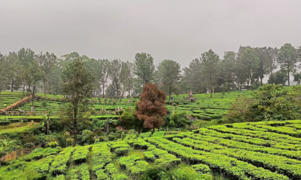 Agrowisata Gunung Mas Bogor