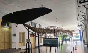 Museum Zoologi Bogor